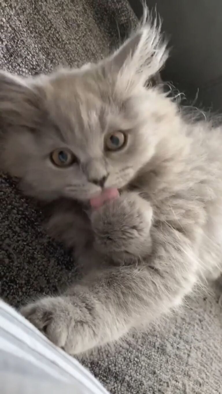 Via @leeo.thecat