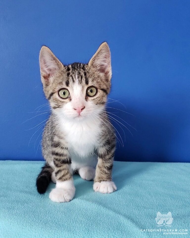 “Our foster kitten, Tonks, when she was finally big enoug