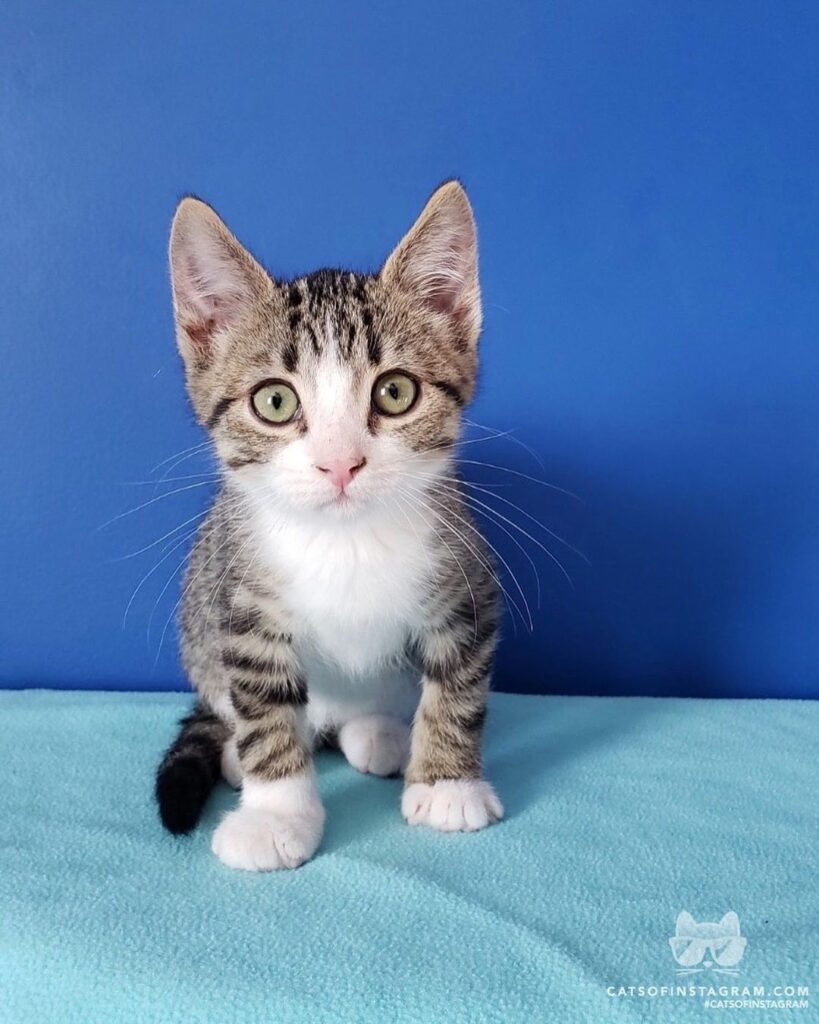 “Our foster kitten, Tonks, when she was finally big enoug