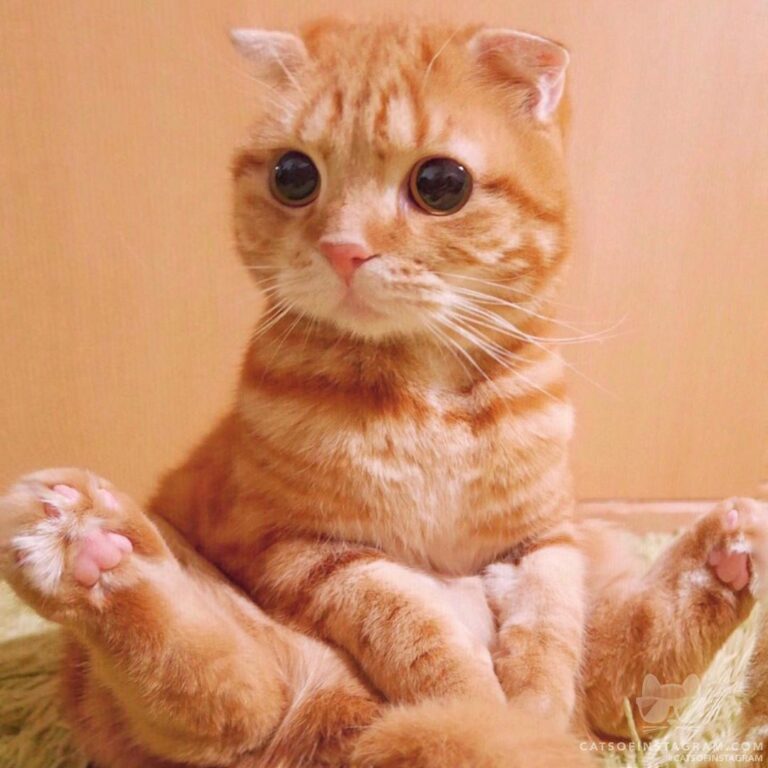 Do you want to touch my paw?
