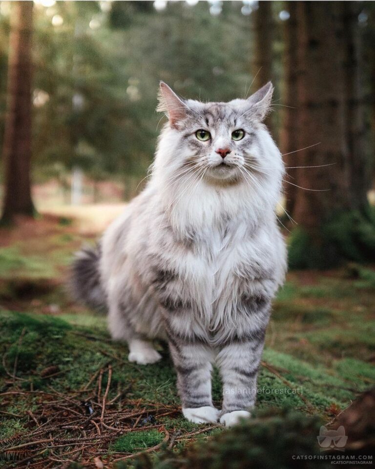 Guarding the forest