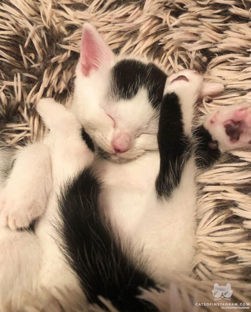 I wish I could sleep this soundly