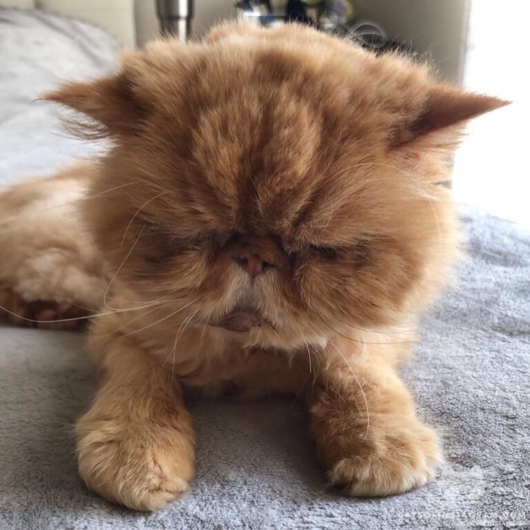 & @camrynstagram: “Butterscotch, my sweet angel, forever lo
