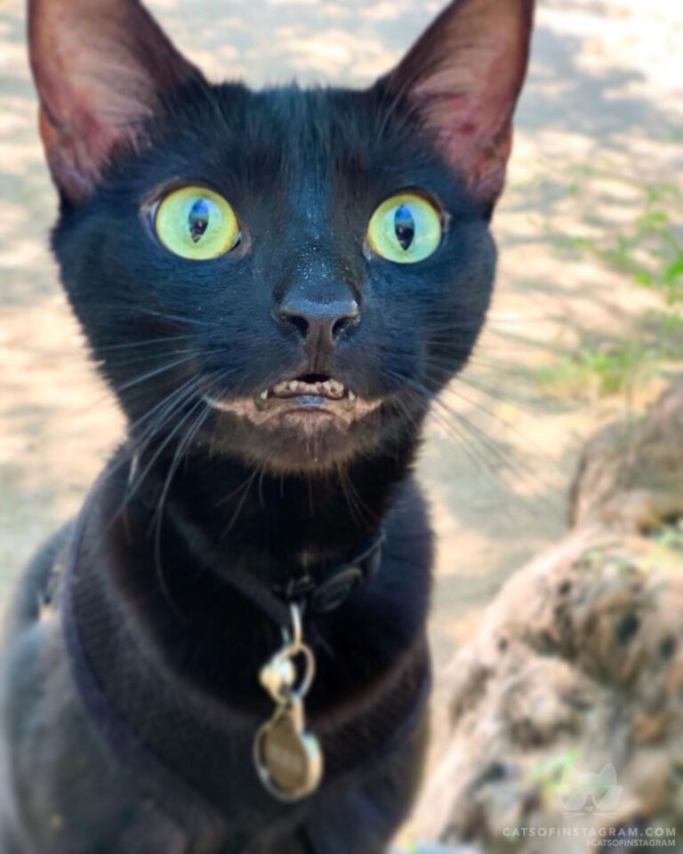 “What’s a cat gotta do to get some braces around here? Hey,