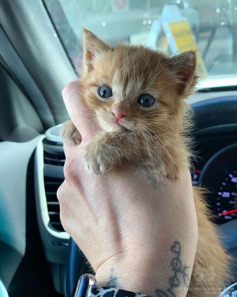 “Got to see @its_me_danielle_b newest foster kitten Bullse