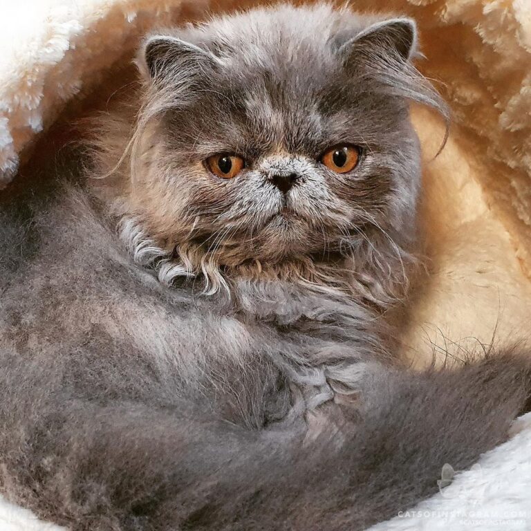 Nose Stormi the Persian