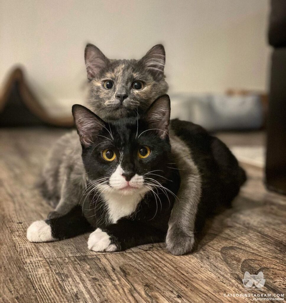 Best buds