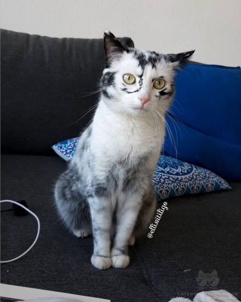 “I am waiting… it is time to play hooman! ”
