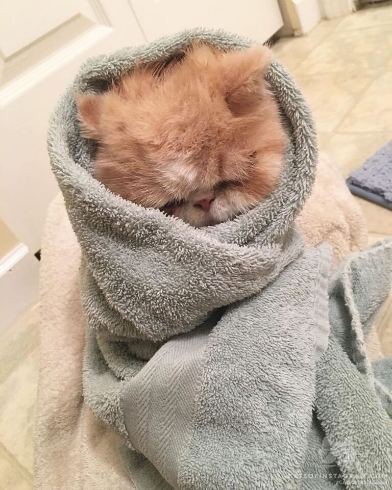 Post-bath snuggly purrito