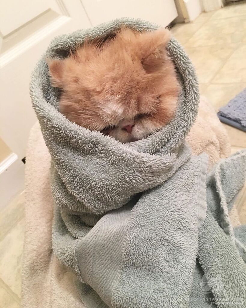 Post-bath snuggly purrito