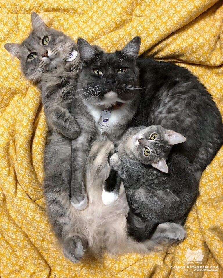 Three shades of gray