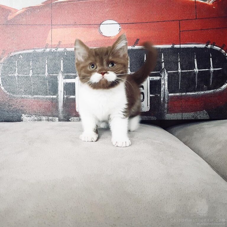 “One day, my pawrents saw a picture of me… and they