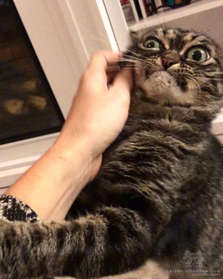 “When your hooman dared to pet another animal. Don’t even t