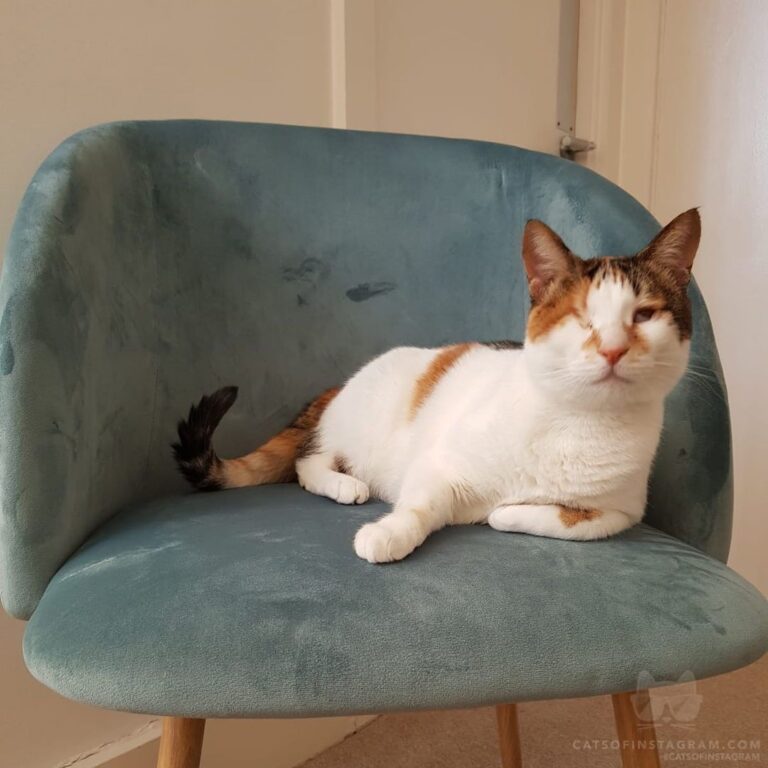 “Mia is one of the most beautiful cats, with the most preci