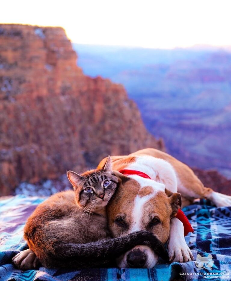 Don’t worry Henry, I’ll keep your nose warm!