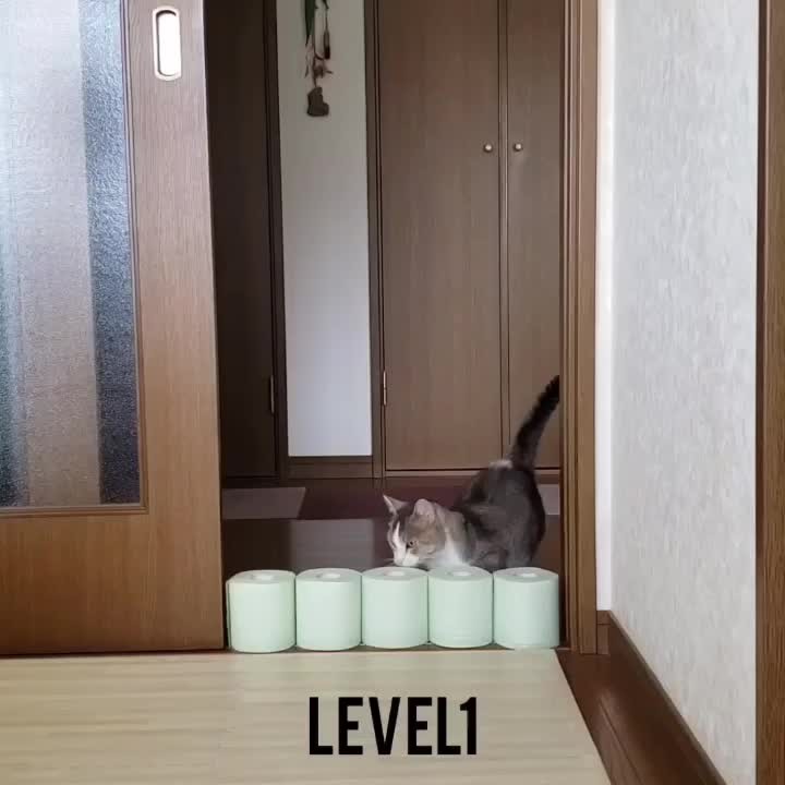 Toiletpaperchallenge