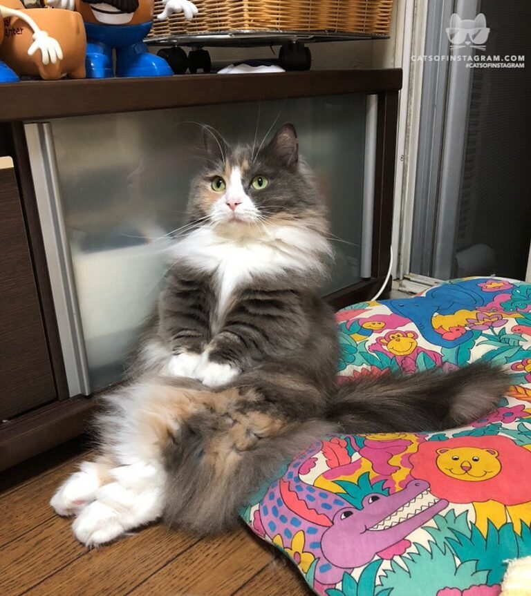 Sitting cat.
