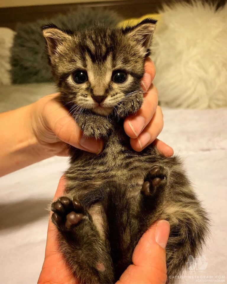 Celine, the most purrrfect bean