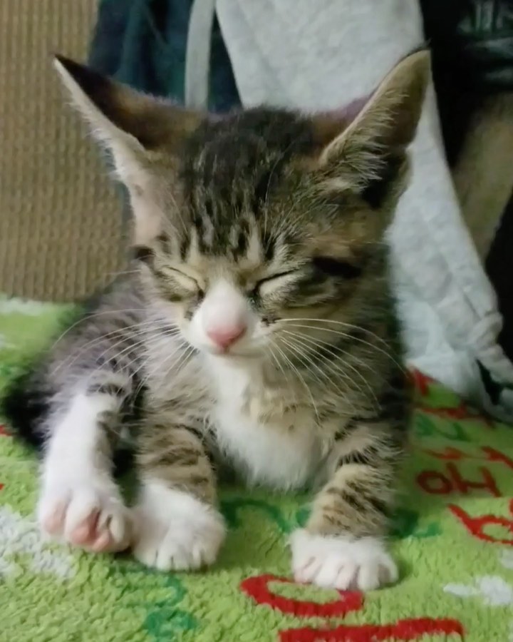 “Riley on her first night in her new home. She made herself co