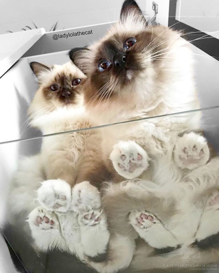 “What are you doing down there humom? . [Nina and Lola]” #