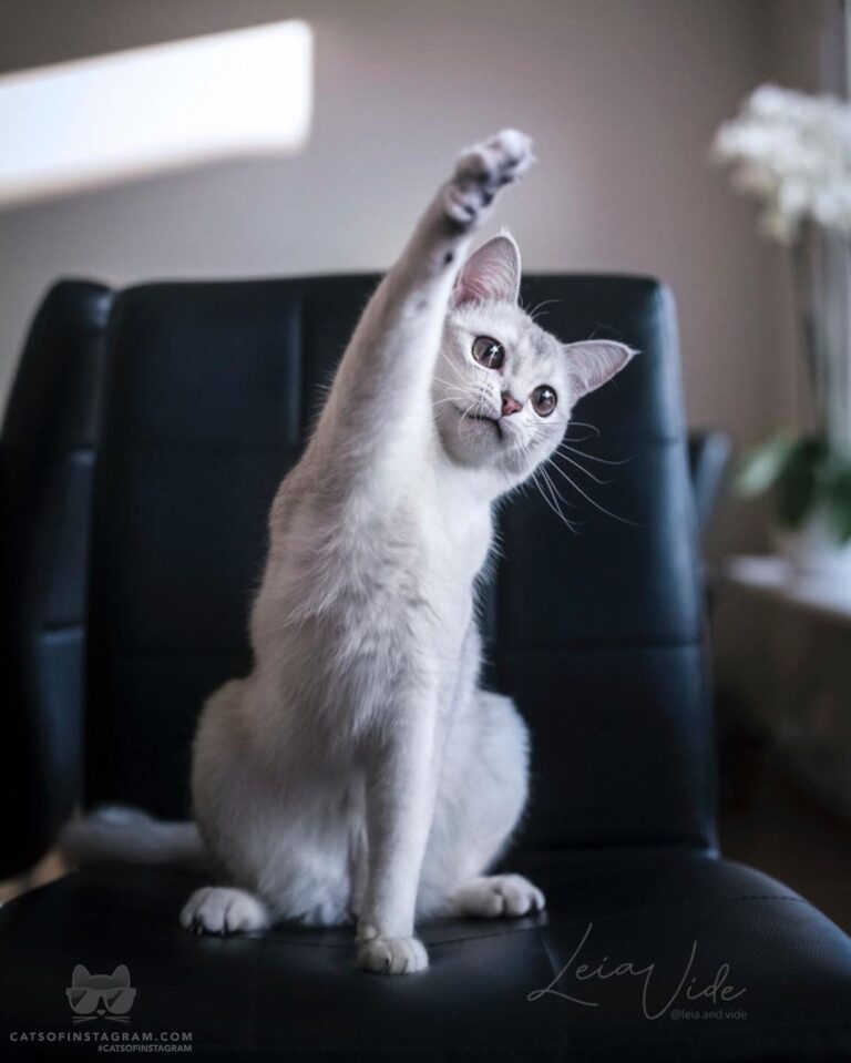 Raise your paw if you’re ready for weekend!