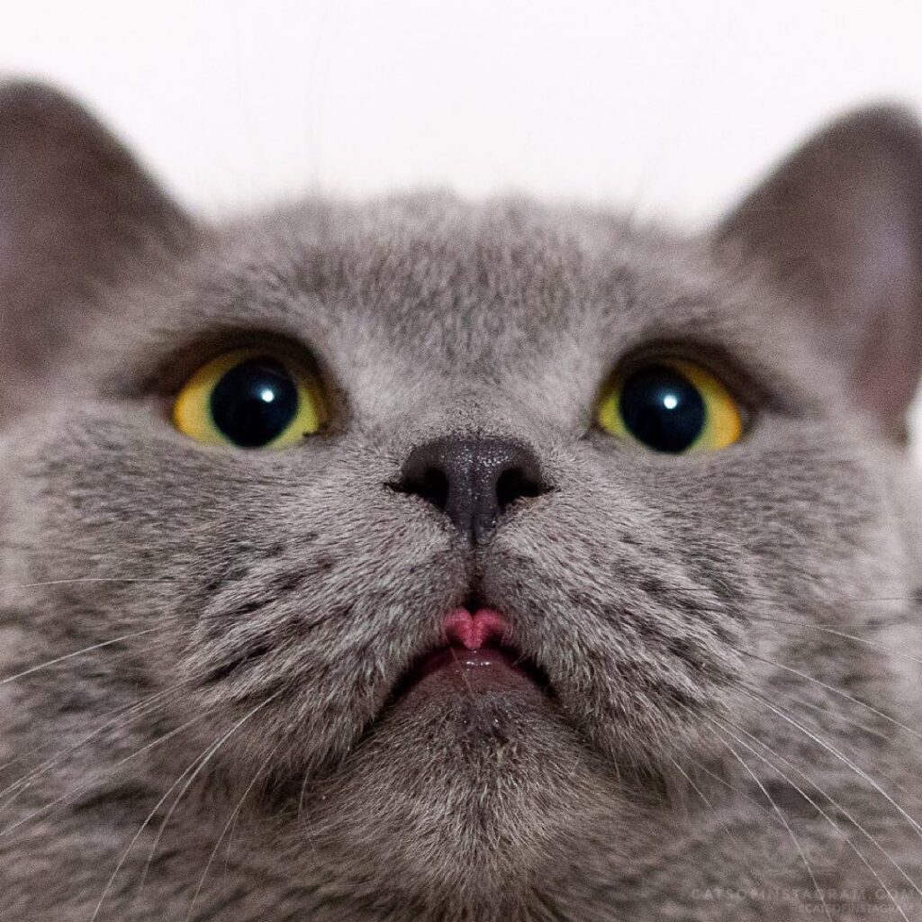 “Look at it! How many treats do I deserve for that tongue