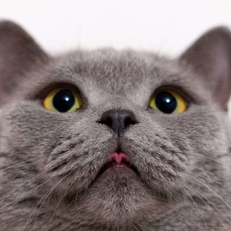 “Look at it! How many treats do I deserve for that tongue