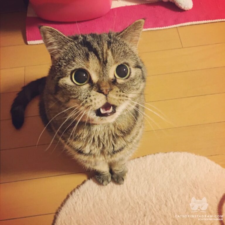Give me a snack