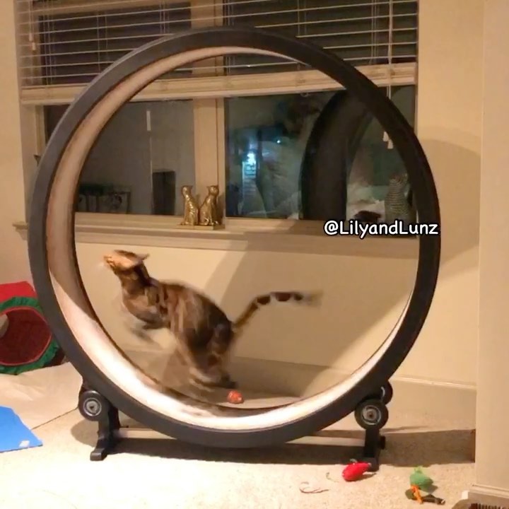 Purr-lease Girl! Don’t slow my roll! Sound on