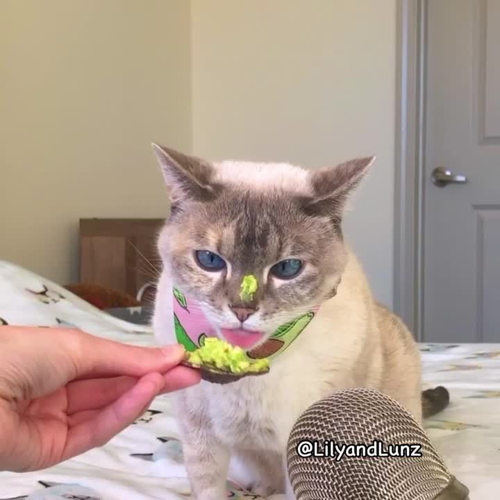 Who wants to Avocuddle with this AvoCATo? Sound On!