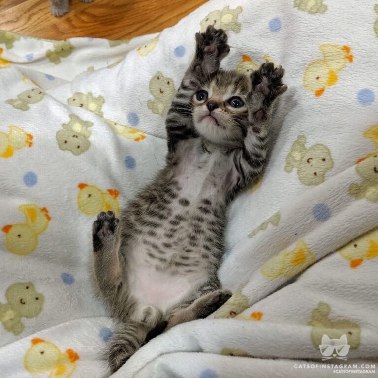 Paws up, y’all!