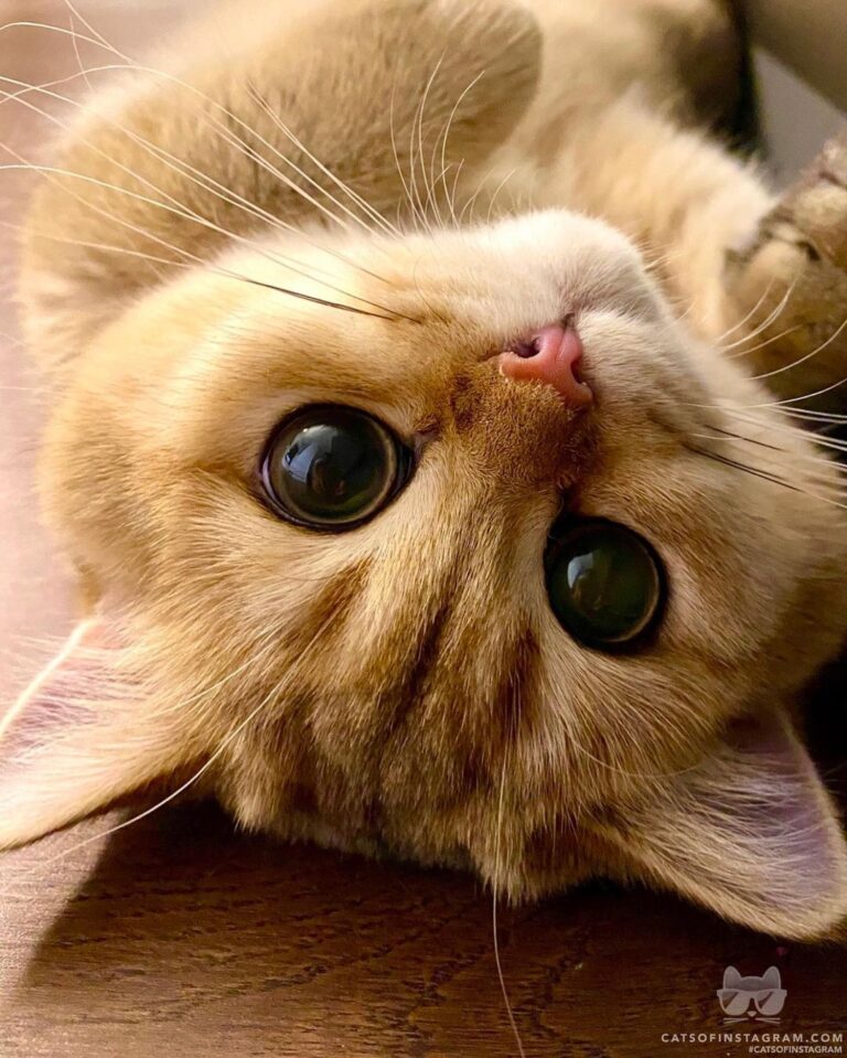 Do you like my big eyes?
