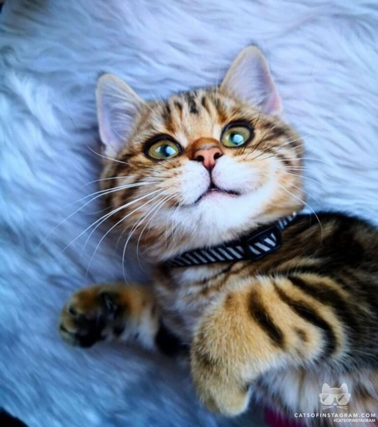 Maybe shes born with it, maybe its Meowbelline