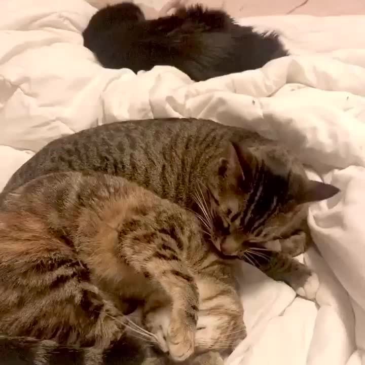 “5..6..7..8! And yawn 2, 3, 4. Now lick, and lick, and li
