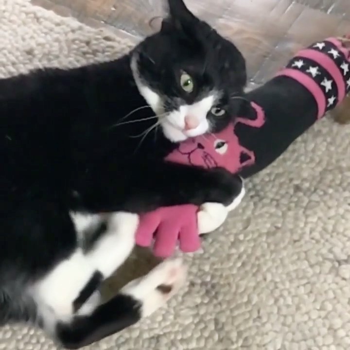 “Why can’t I stop beating dis smells so yum? Best not kil