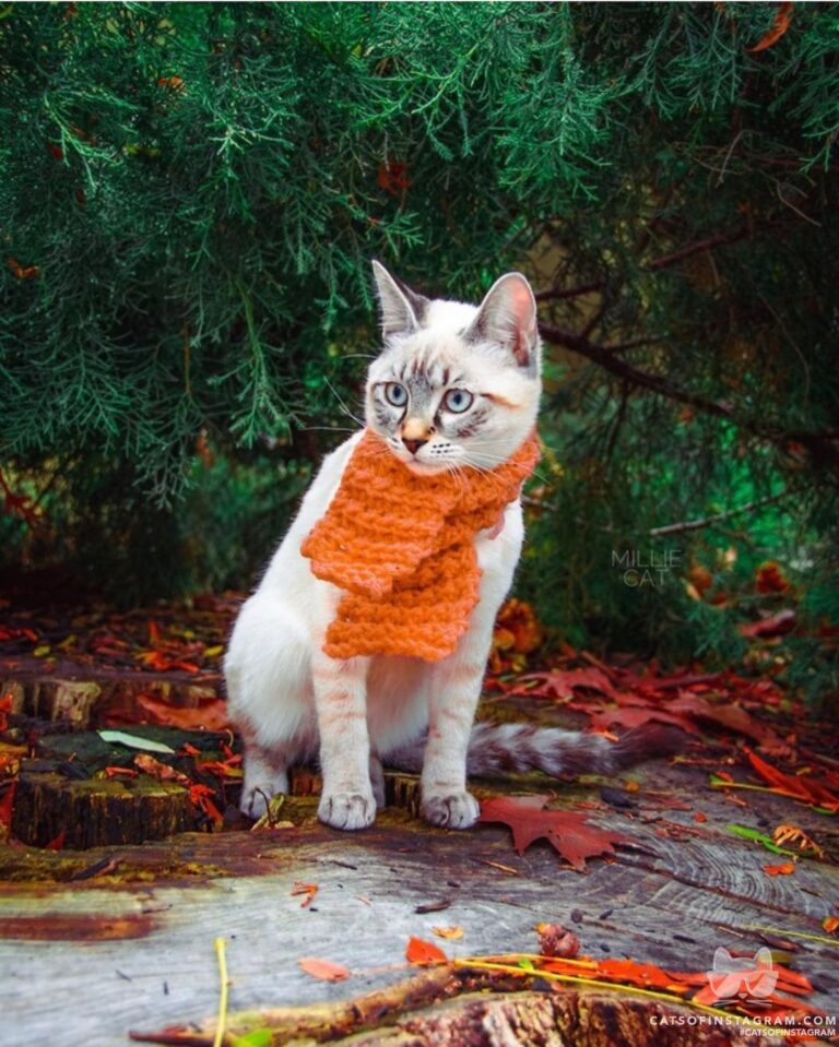 Easy, breezy, beautiful meowdel
