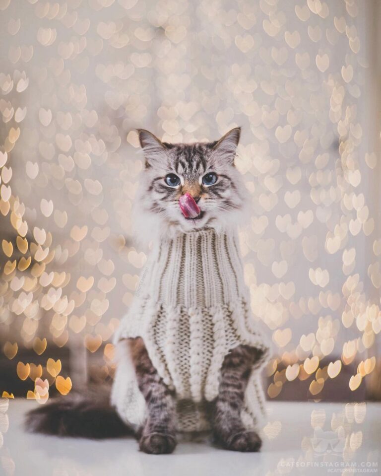 “Finnegan says: Will you be my valentine? See more of Finne