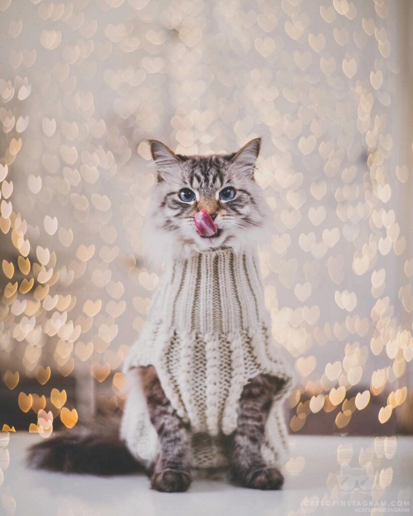 “Finnegan says: Will you be my valentine? See more of Finne