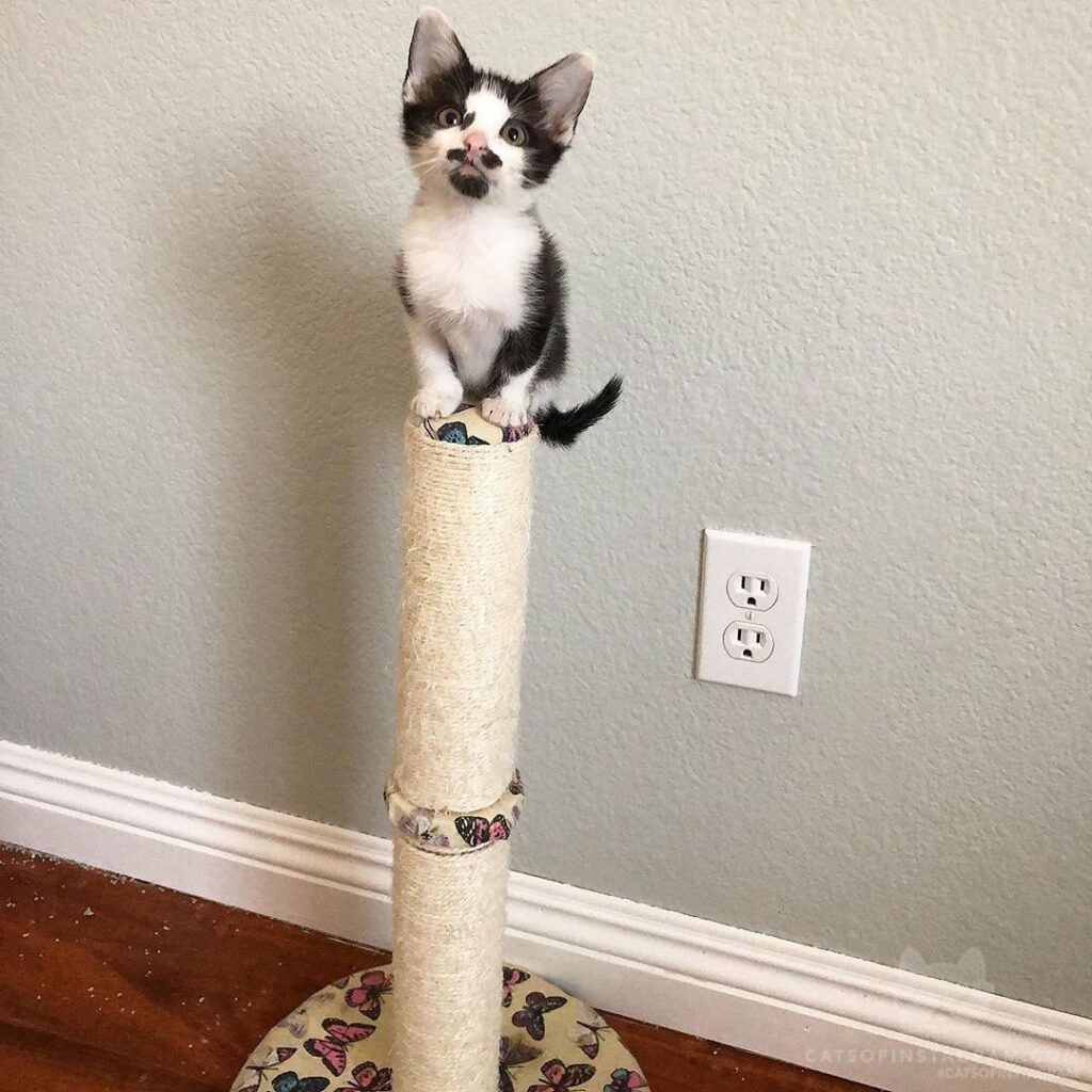 ““Are you proud of me? By the way, Lino made that litter