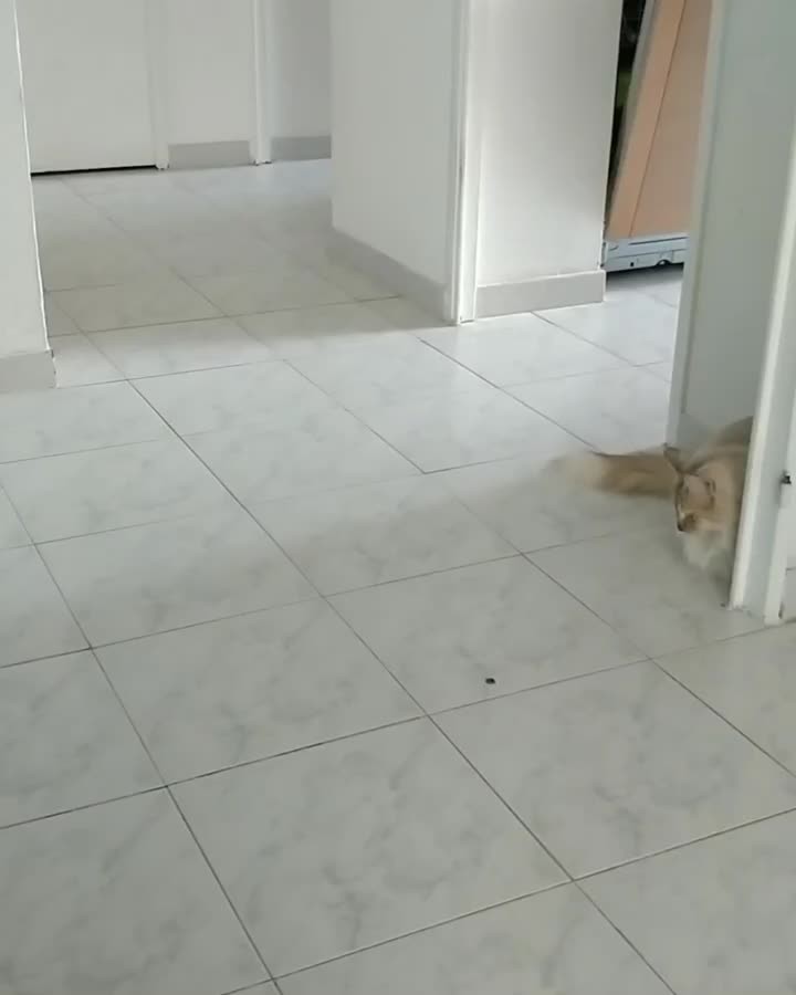 Crazy Praline is training to be a ballet dancer