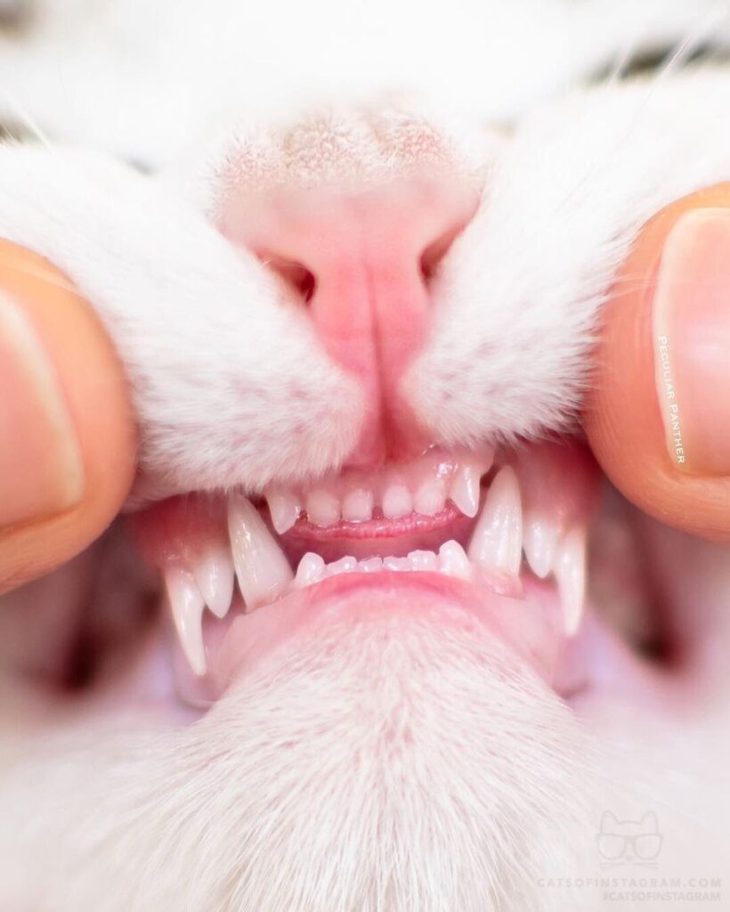 “If there are any vampires out there missing fangs, Emmet