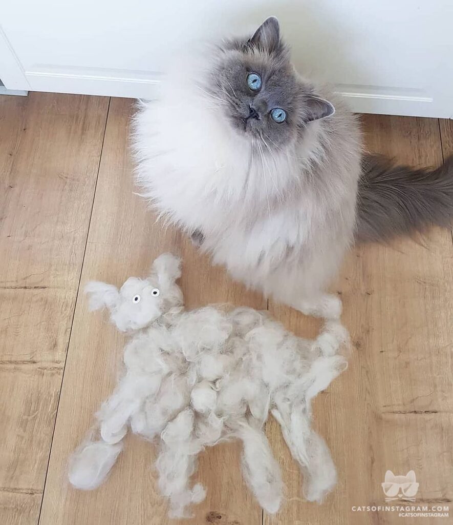 New cat, who dis?