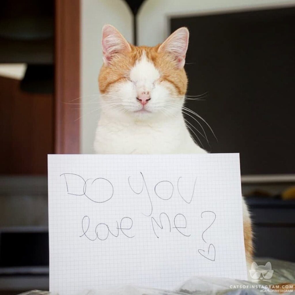 Do you love me ?
