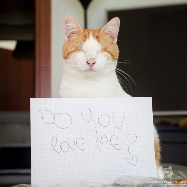 Do you love me ?