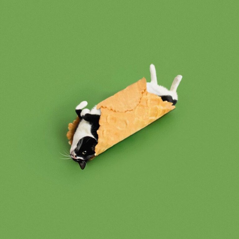 “CATNOLI ”