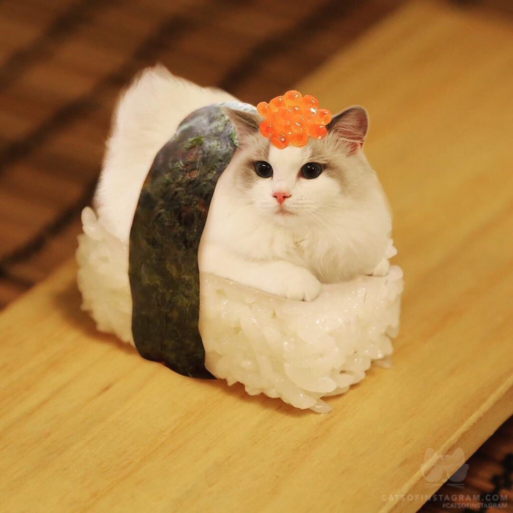 “Mama made me a sushi, hmmmmmm I bet I look very delicious!” #