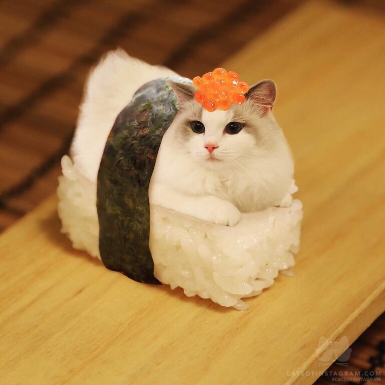 “Mama made me a sushi, hmmmmmm I bet I look very delicious!” #