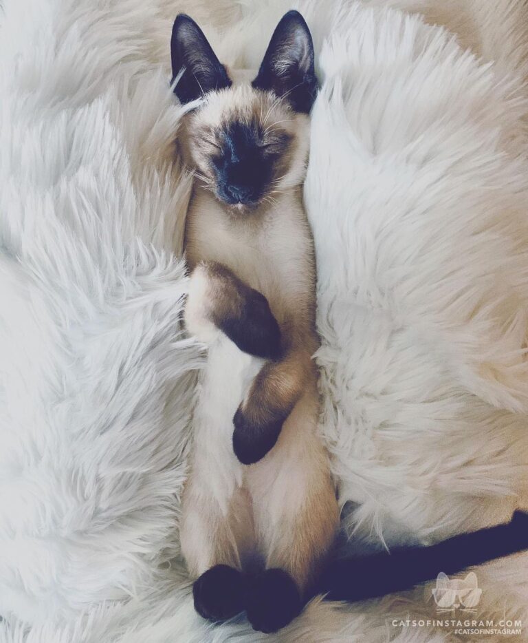 Beauty Sleep 101