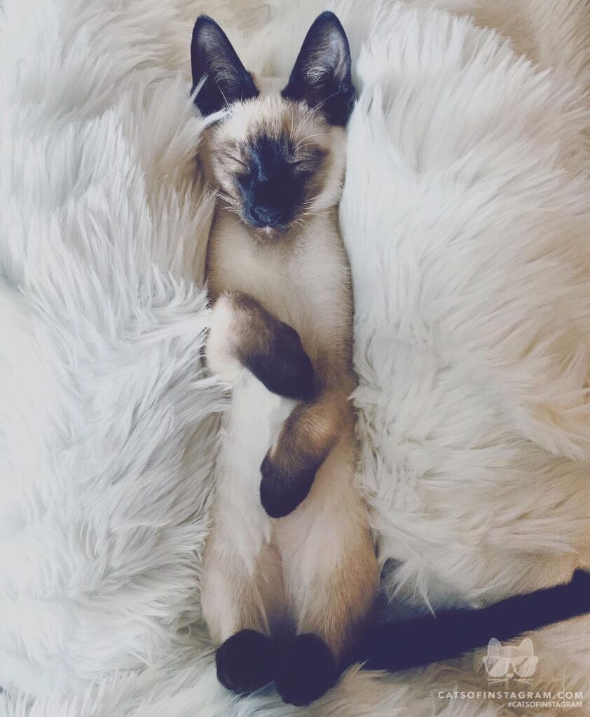 Beauty Sleep 101