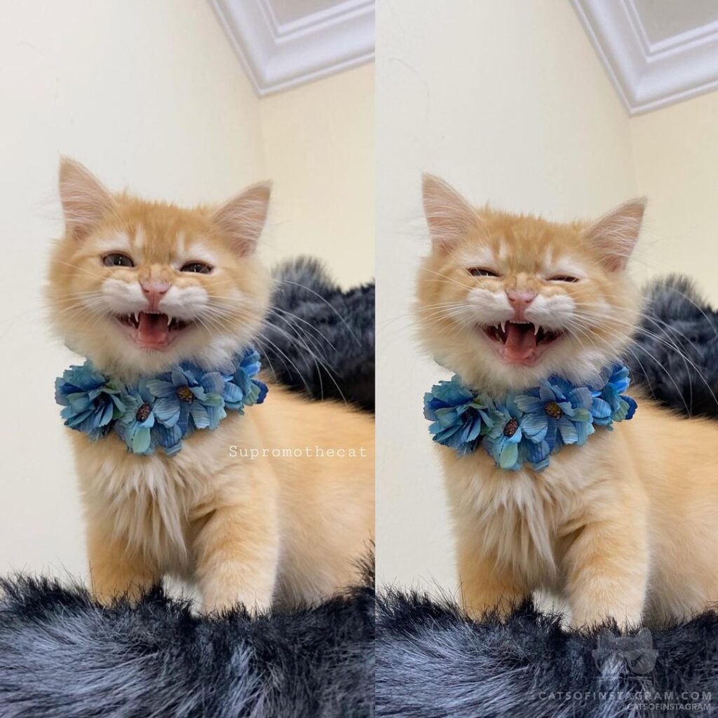 Hello furriends.